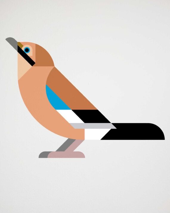 eurasian Jay wallstciker