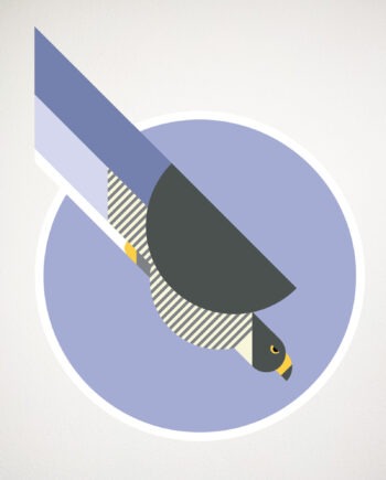 peregrine falcon wall decal by Hinghang